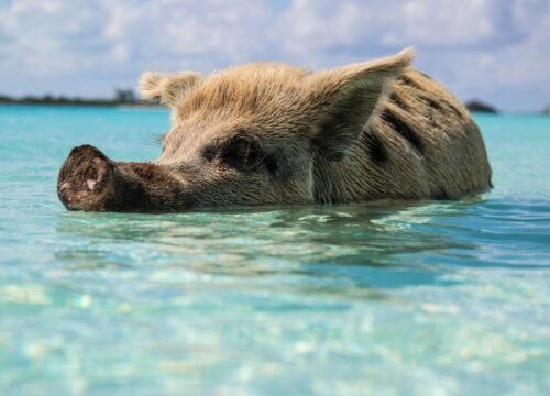 Tailored island excursion transport Bahamas